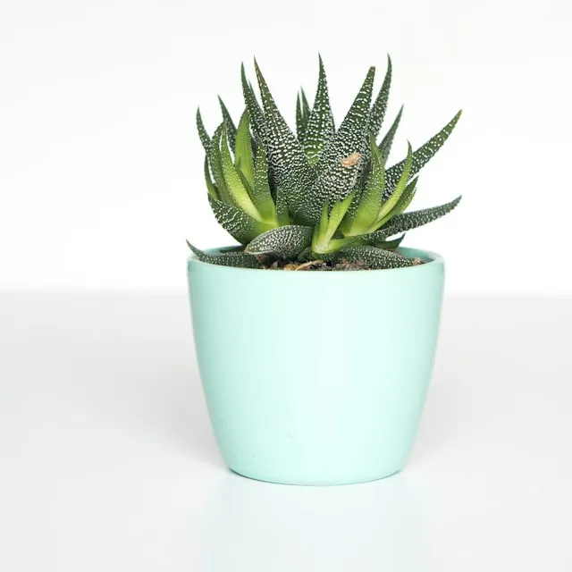Potted succulent